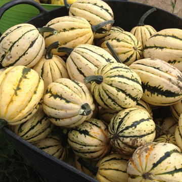 Vegetable Gardens