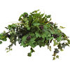 Grape Ivy Ledge Planter
