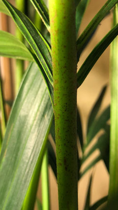monstera pflanze kaufen Monstera deliciosa XXL | Online kaufen main image 1