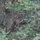 tracey_goncher