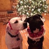 Laura Starcher's photo