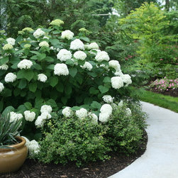 Incrediball&reg; Smooth Hydrangea - Area Rugs