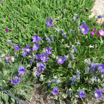 Perennial Plants & Perennial Gardens