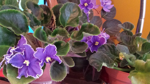 African violet Rebel's Night Breezes  live plant in pot
