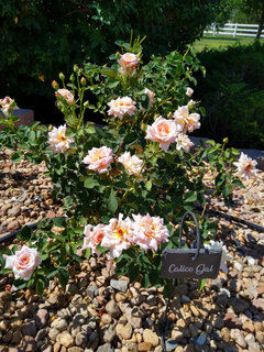 rose♤rose Member's Mark Illusion Roses, 96 stems, Choose color variety