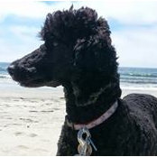 Jo Ann Dannas foto