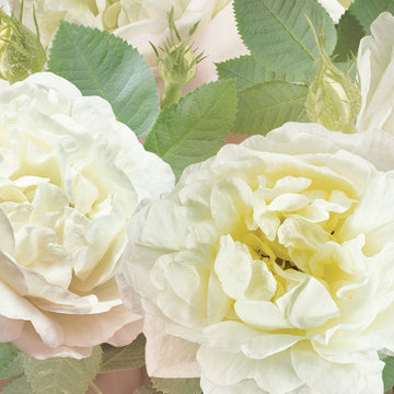 Rosa Odorata wall mural