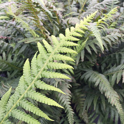 Current Featured Plants - Products