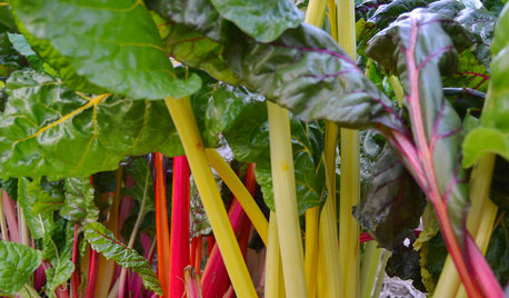 Cool-Season Vegetables: How to Grow Chard