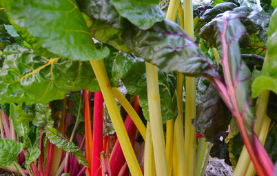 Cool-Season Vegetables: How to Grow Chard