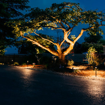 Path Lights & Up Lights on Tree