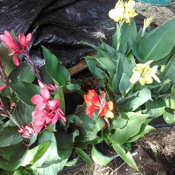 Unique Plants that are Fab for the Landscape