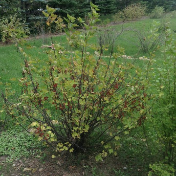 Bismarck ND Native Plants