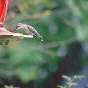 Regina Hayes's photo