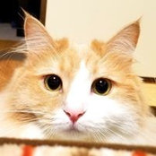 Takahito Kohari's photo