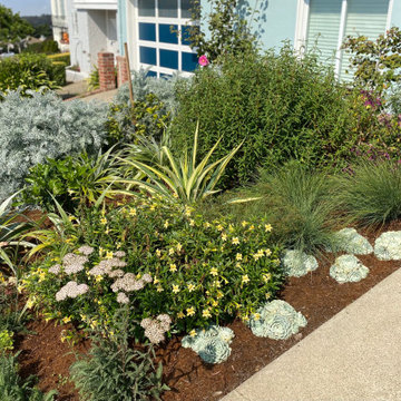 Mount Davidson Coastal garden