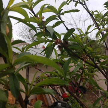 Food Garden