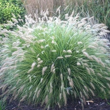 Dwarf Fountain Grass