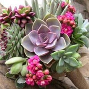 Suzy Finn's photo