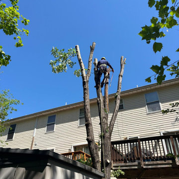 Complete Outdoor Property Improvement and Tree Service
