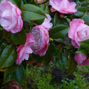 La casa de las 1000 camelias