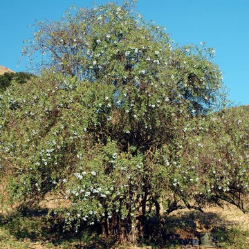 Blue elderberry