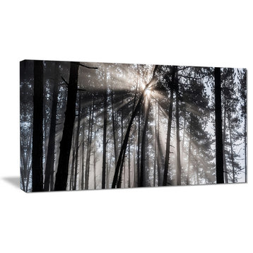 "Sunbeams through Black White Forest" Forest Wall Artwork Print