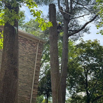 Ortega Tree Service is ready to provide dependable service with the equipment an