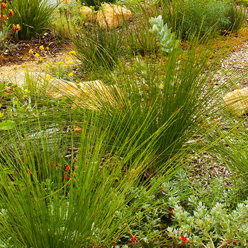 Verge Garden