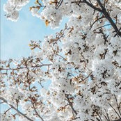 Ashley Chong's photo