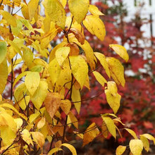 native shrubs, etc