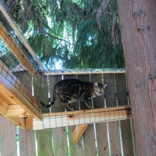 Catio