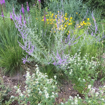 Meadow Planting, Westport CT