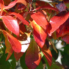 plants