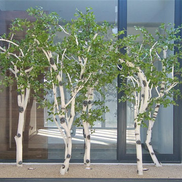 Birch Tree