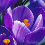 Ann Dorchester's photo