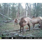 Steve Rileyさんの写真
