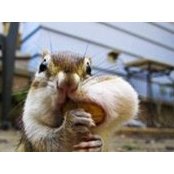 Igor Sergeev's photo