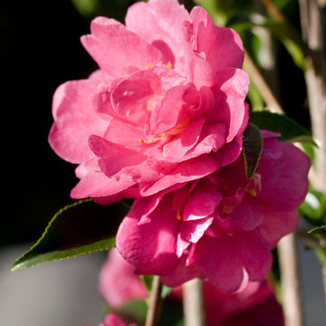 October Magic® Rose Camellia Camellia sasanqua 'Green 98-009' PP20506