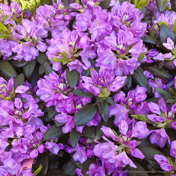 Plant Ideas & Colorful Combinations