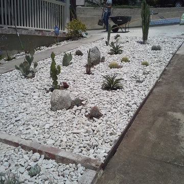 Fun(ky) Cactus Garden!