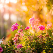 Chelsea Barnett's photo