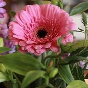Twyla Schulte's photo