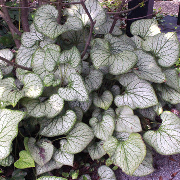 'Jack Frost' brunnera (Brunnera macrophylla 'Jack Frost')