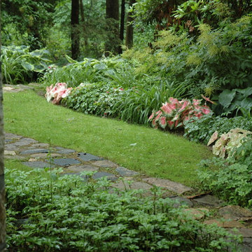 Shade garden with Caladiums