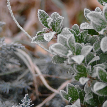 Rime Ice On Manzanita and Spruce Plantings
