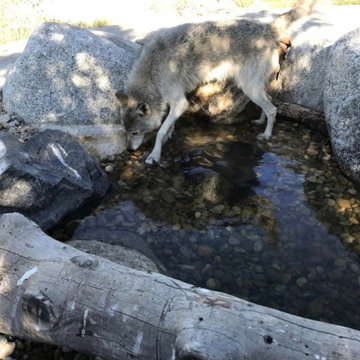 Water Loving Creatures