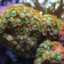 300 Gallon Reef Aquarium - Fish Supplies