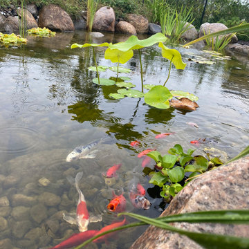 Orchard Lane Pond