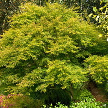 Landscape Design 2020